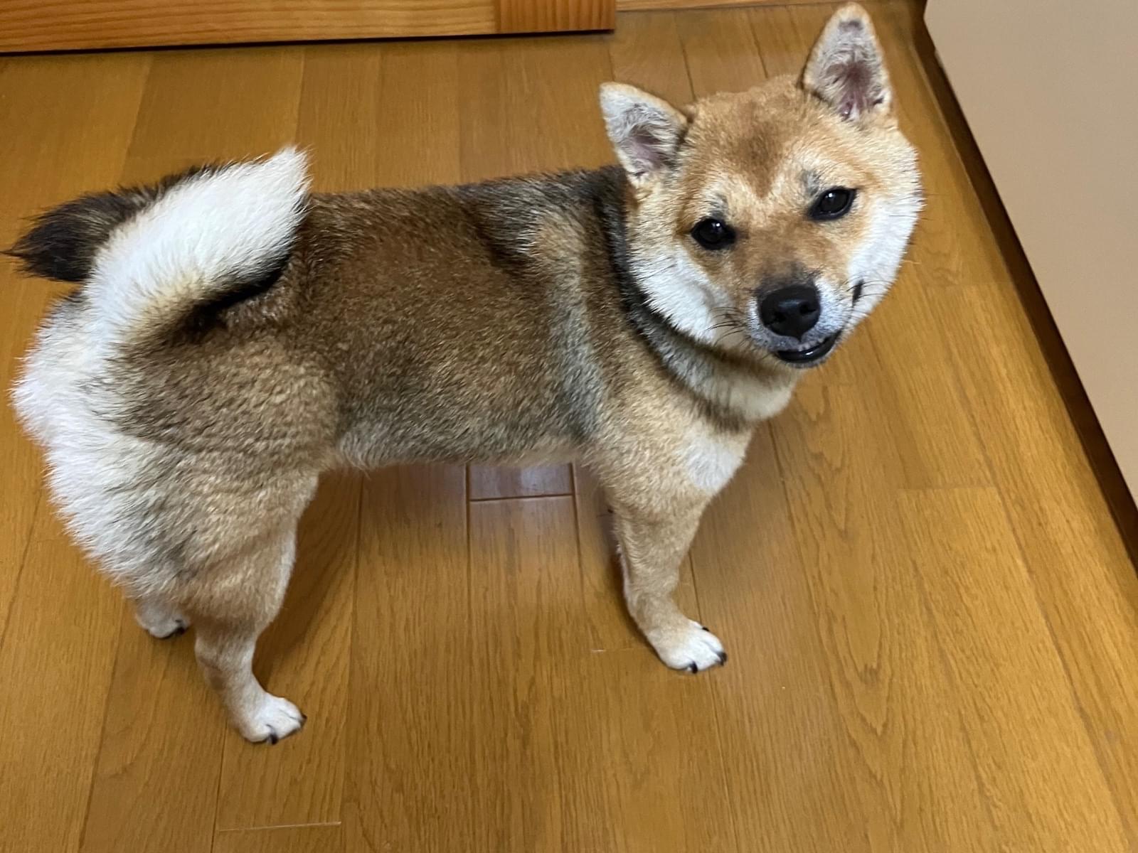 モモちゃん モモちゃん
