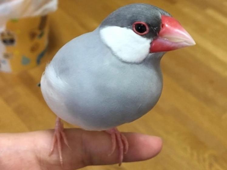 ぺるるちゃん ぺるるちゃん