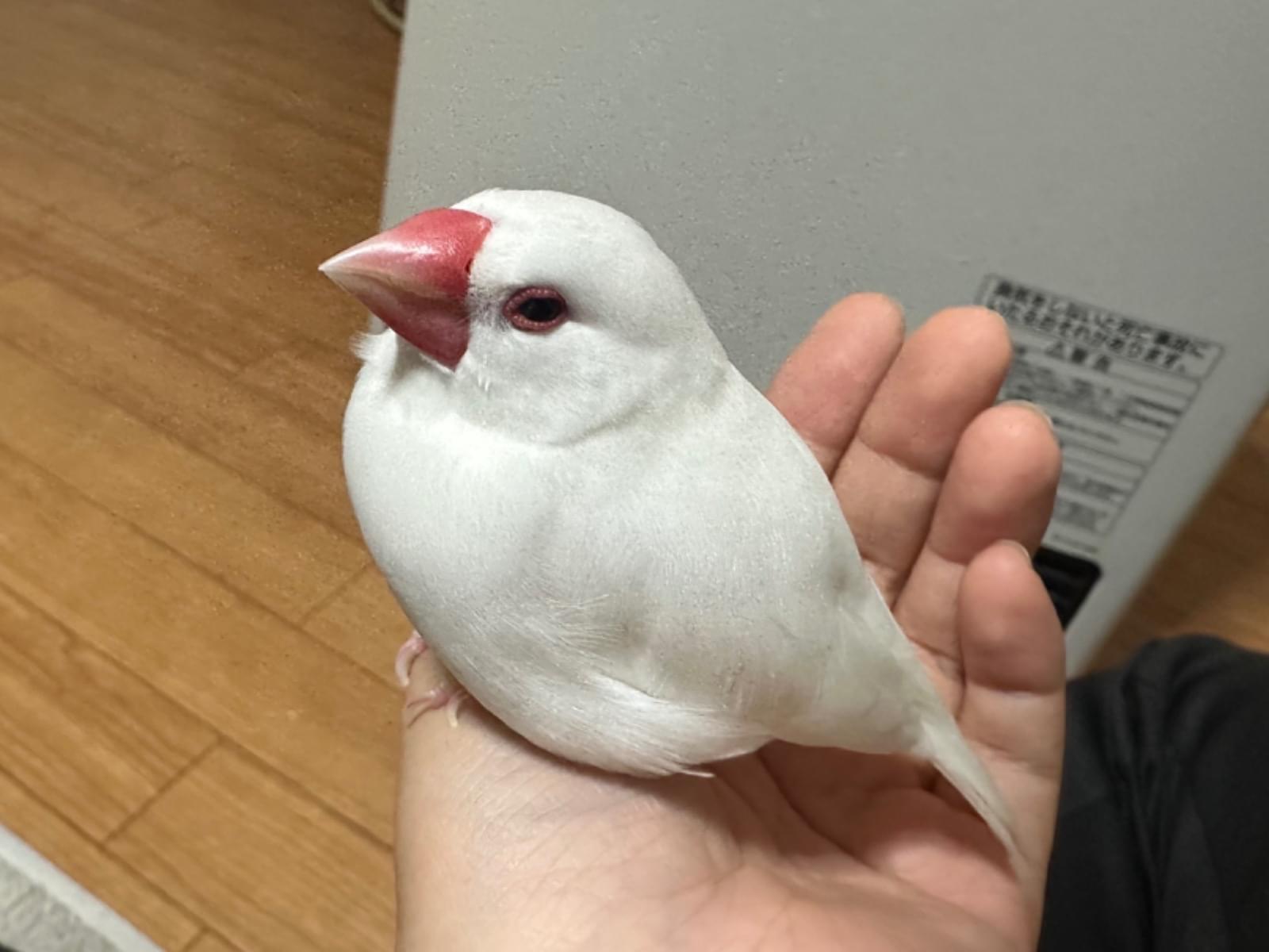ちいこちゃん ちいこちゃん
