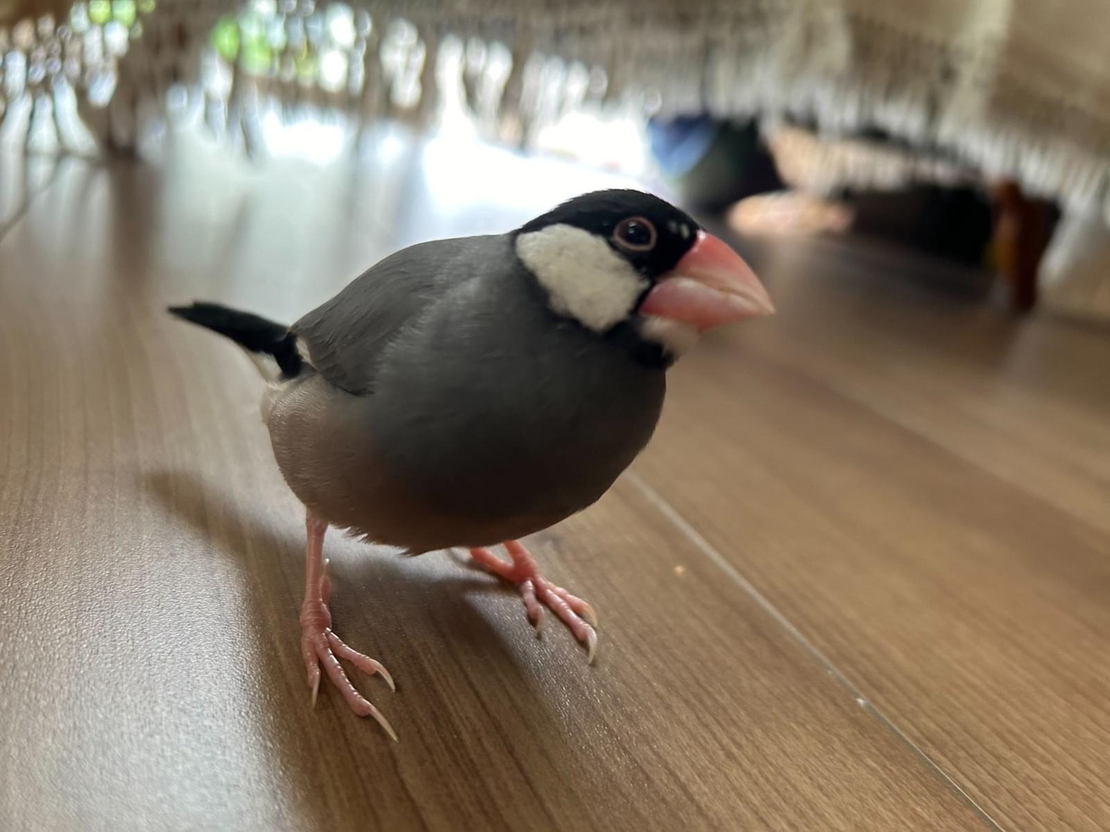 ピーちゃん ピーちゃん