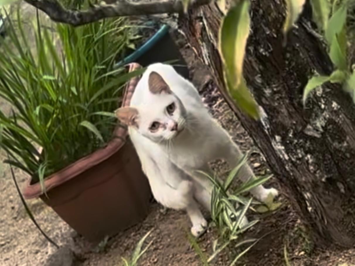 目撃された猫 目撃された猫