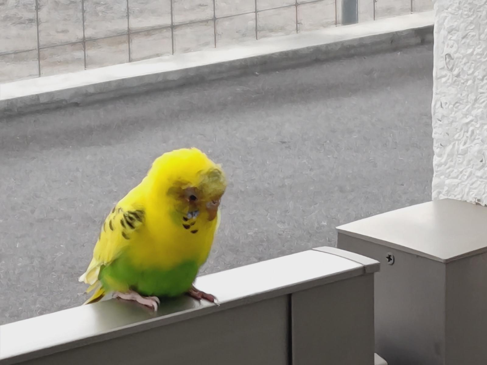 保護された鳥 保護された鳥