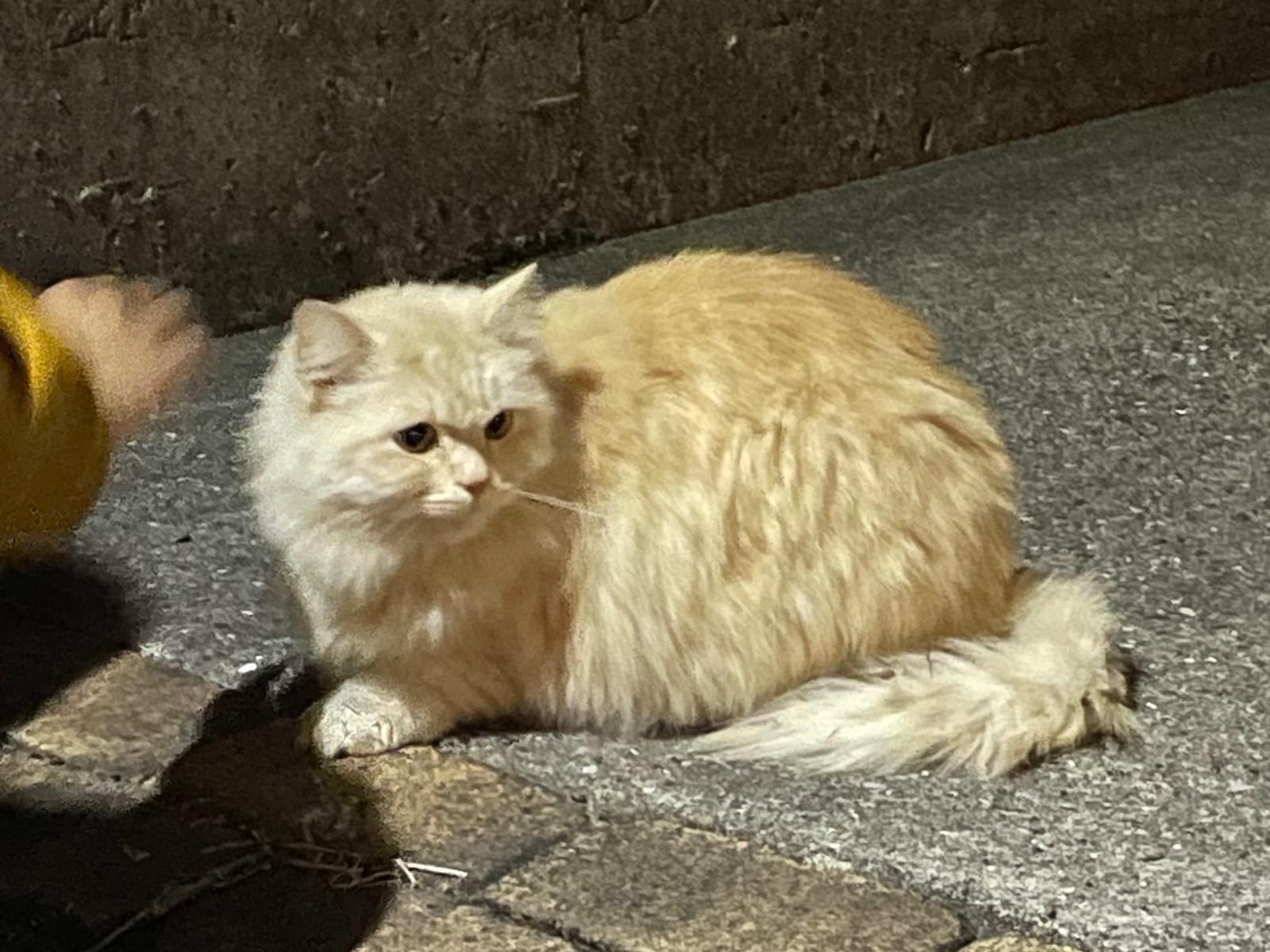 目撃された猫 目撃された猫