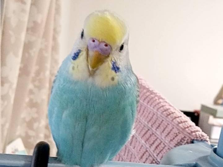 ルルちゃん ルルちゃん