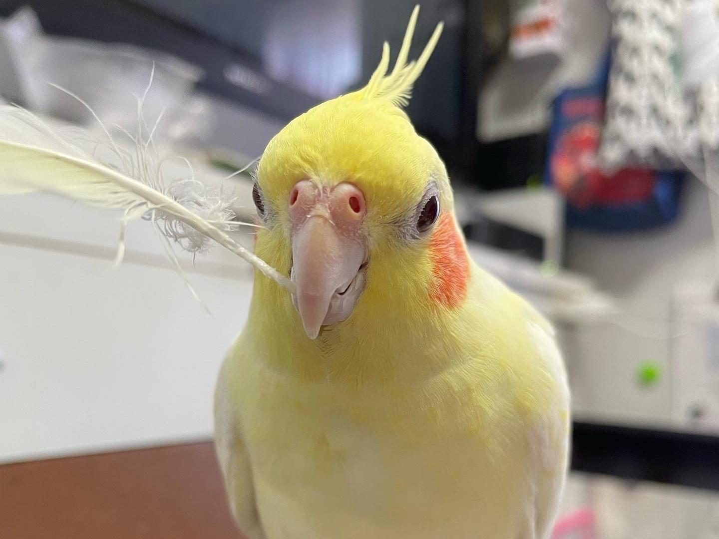 さわちゃん さわちゃん