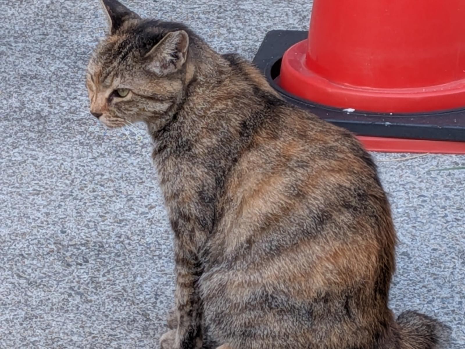 目撃された猫 目撃された猫