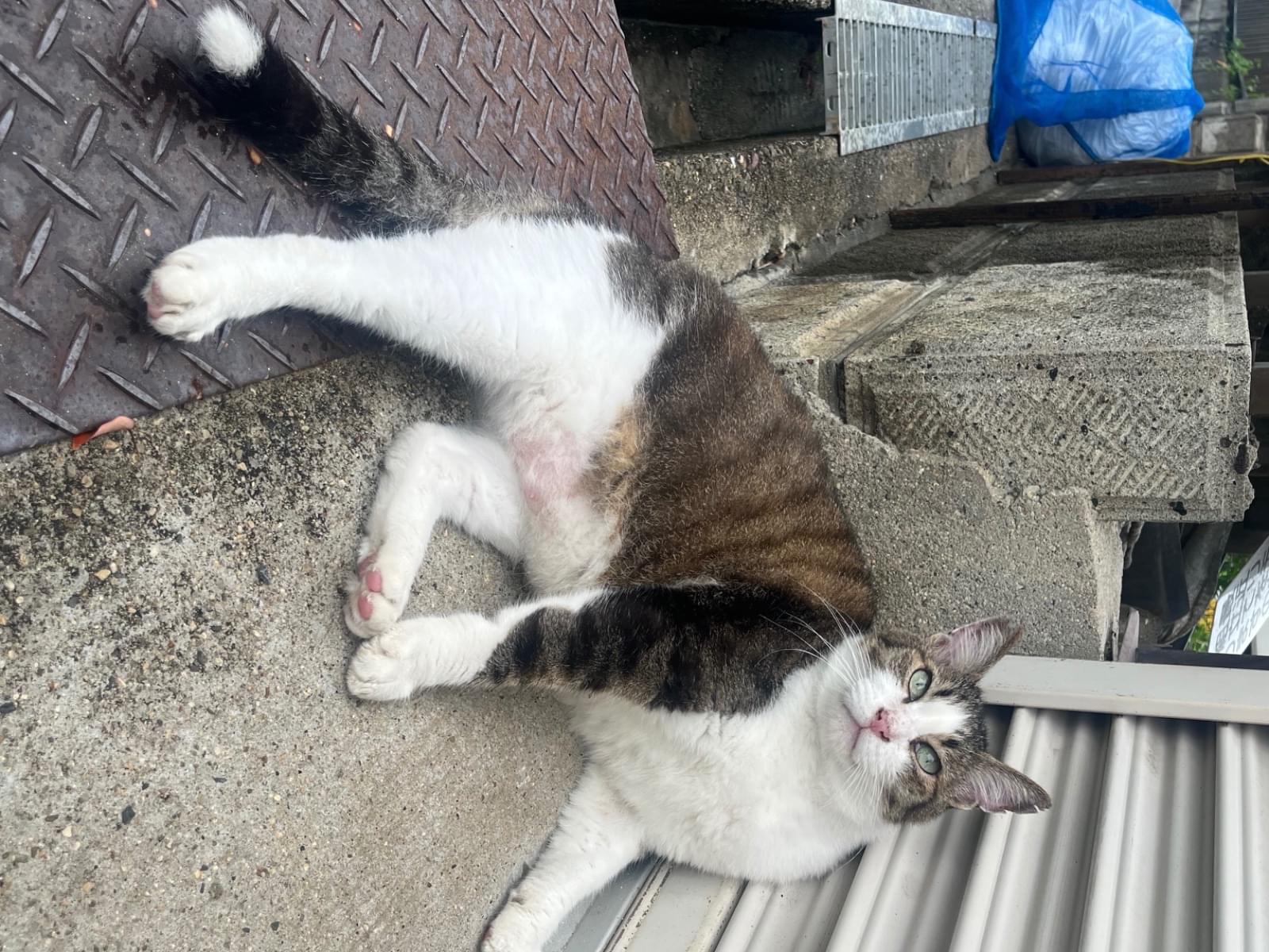 保護された猫