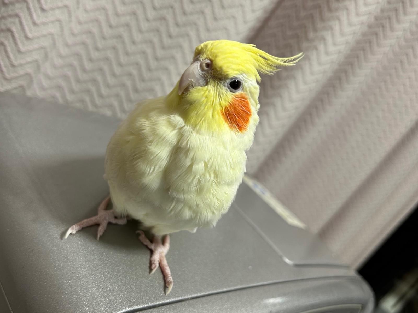 こはくちゃん こはくちゃん