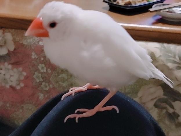 くーちゃん くーちゃん
