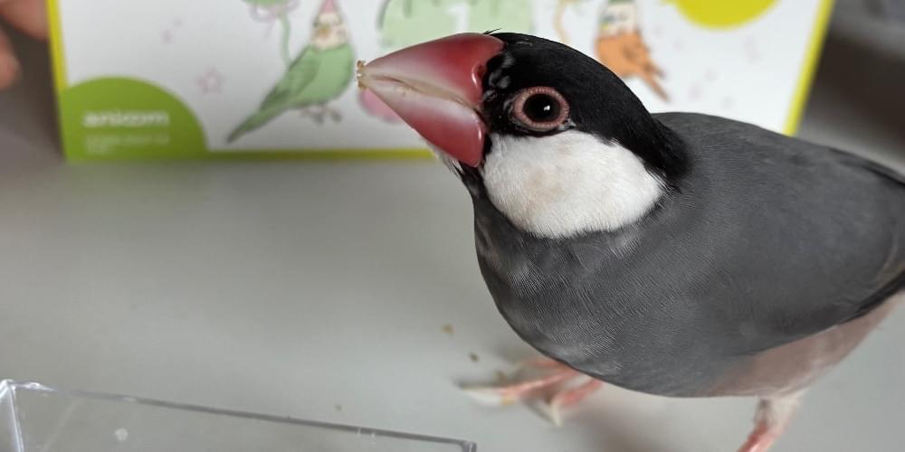 お腹に白いマダラ模様の入った桜文鳥をさがしています。