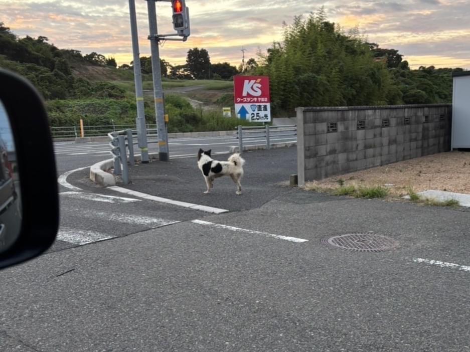目撃された犬 目撃された犬