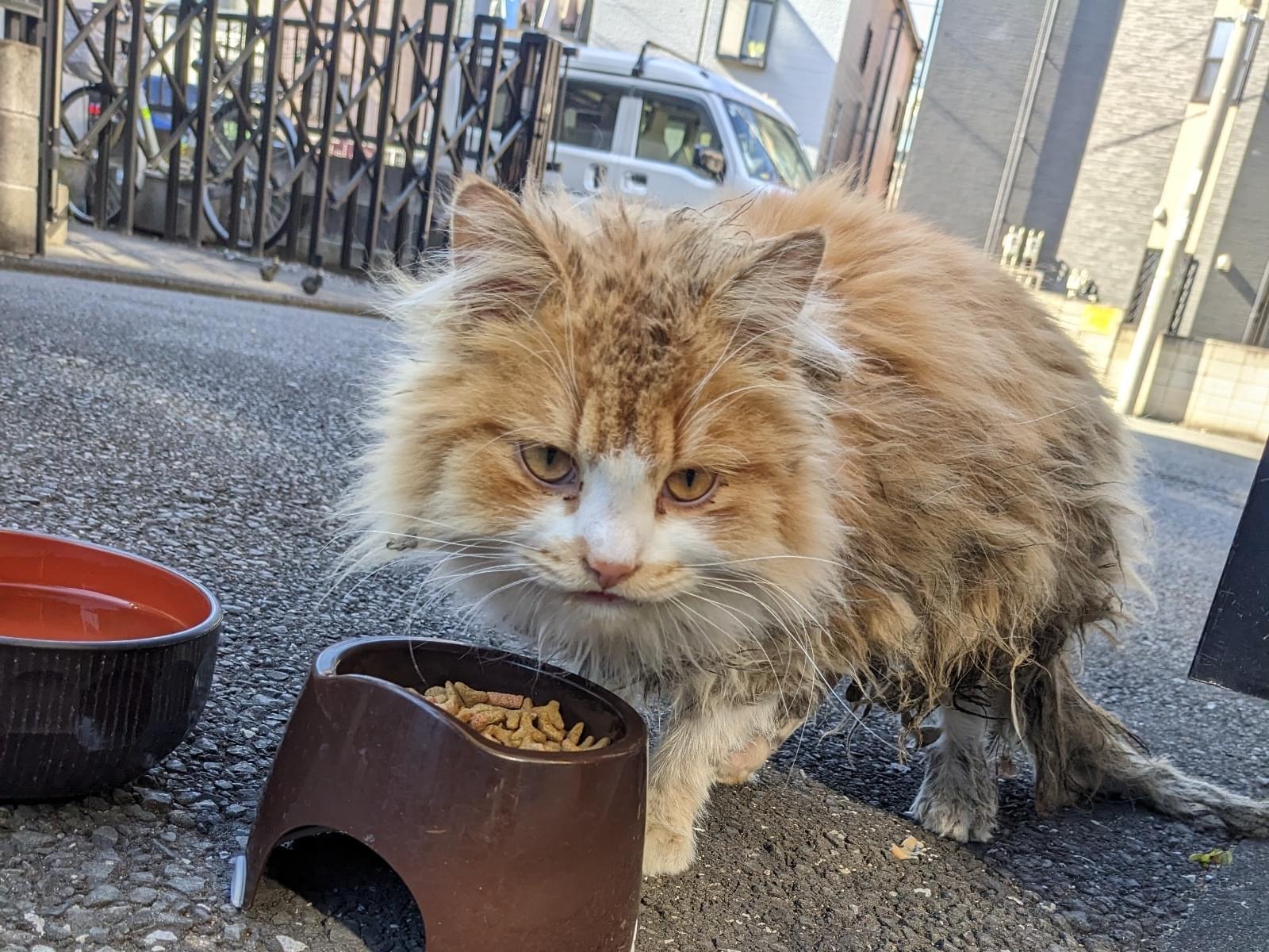 目撃された猫 目撃された猫