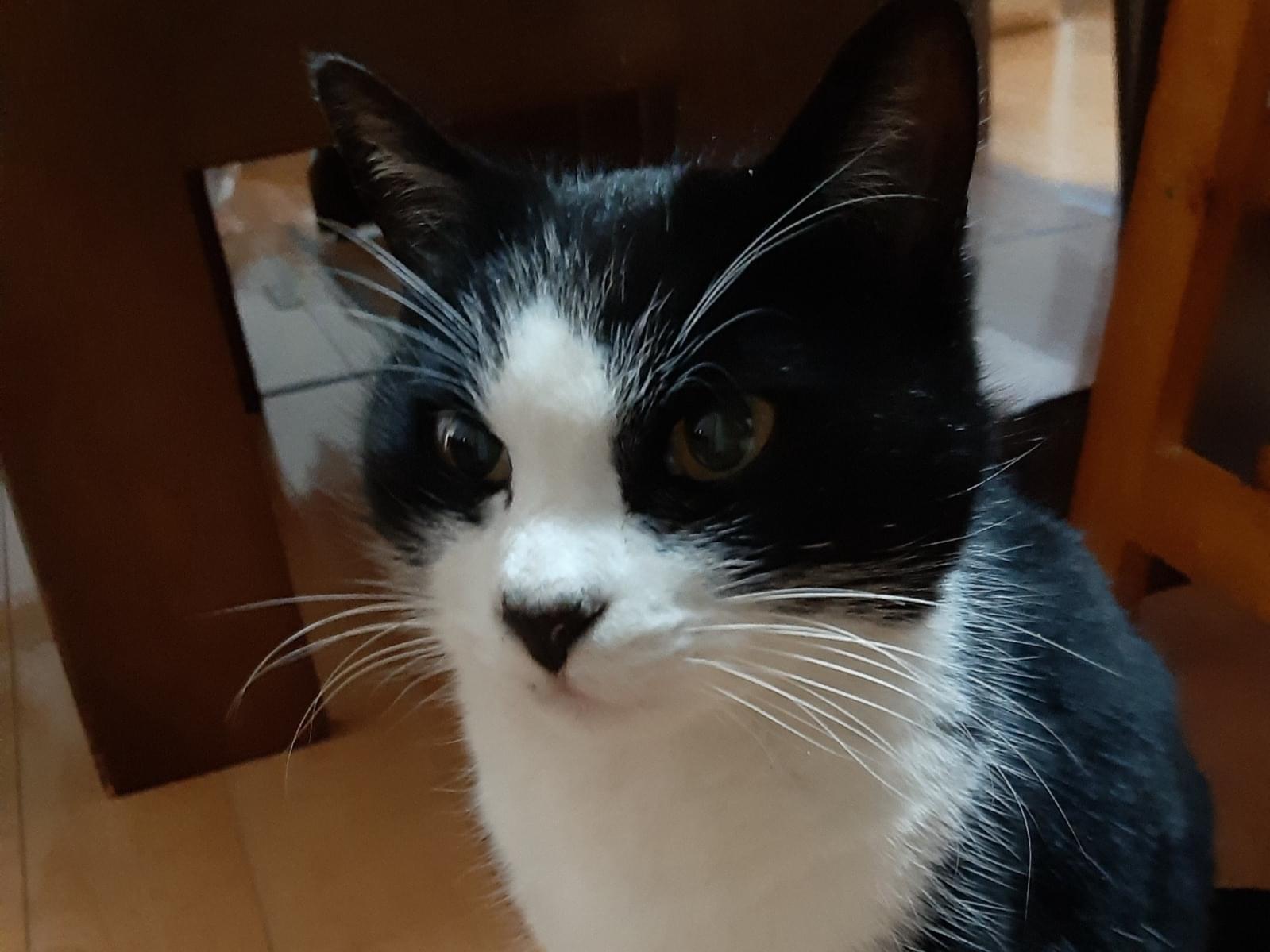 保護された猫 保護された猫