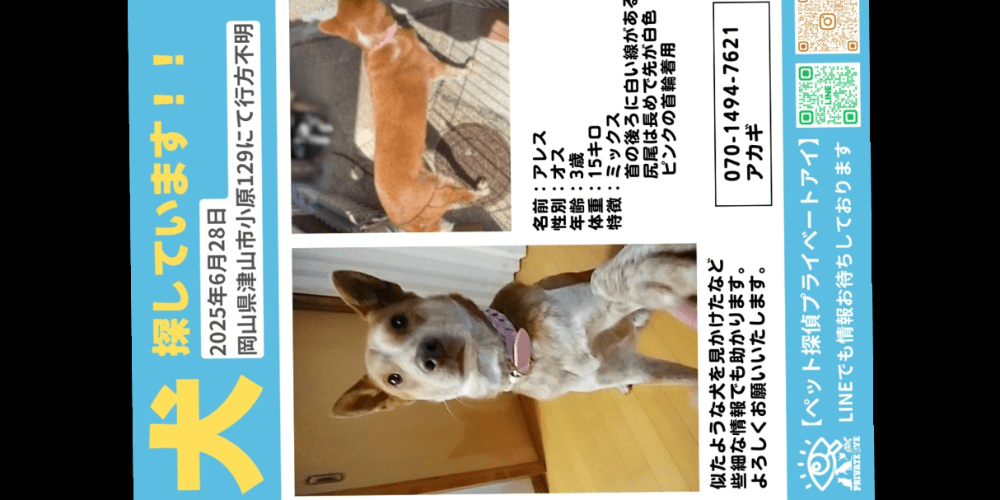 つかいふるしのいぬ ペットパラダイス 遠赤外線 レトロぬくぬく半纏 中型犬 / PET