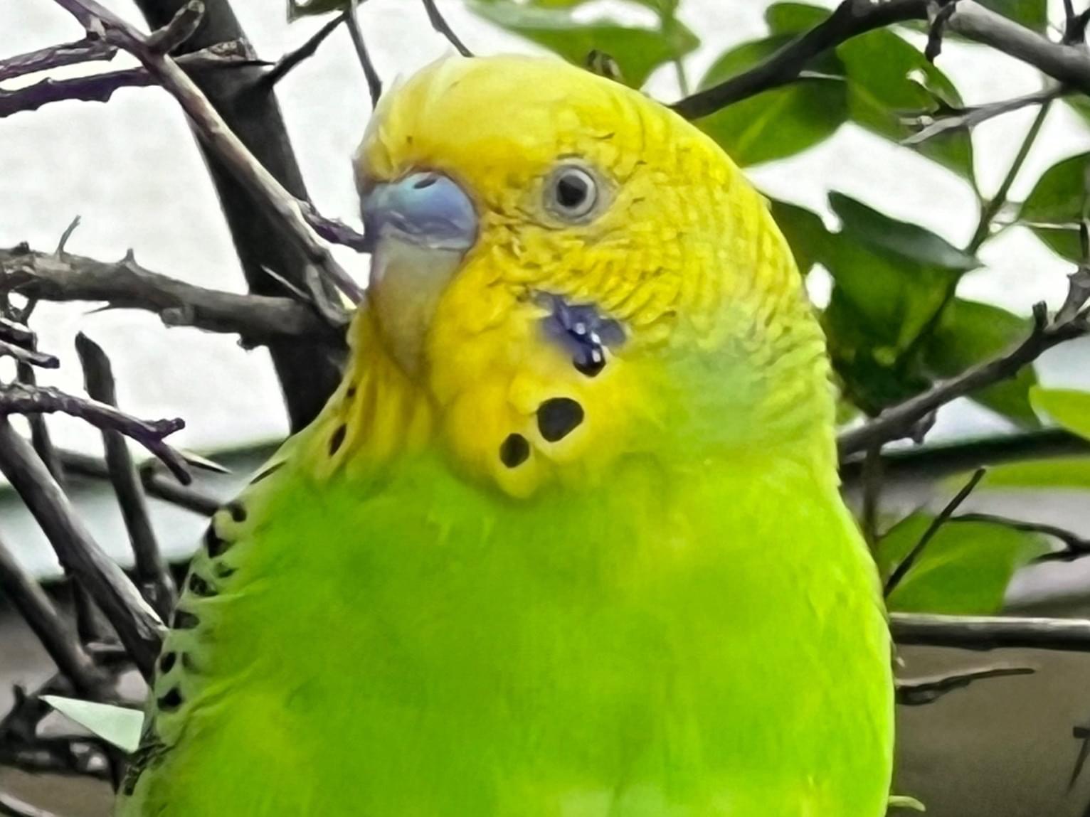 目撃された鳥 目撃された鳥