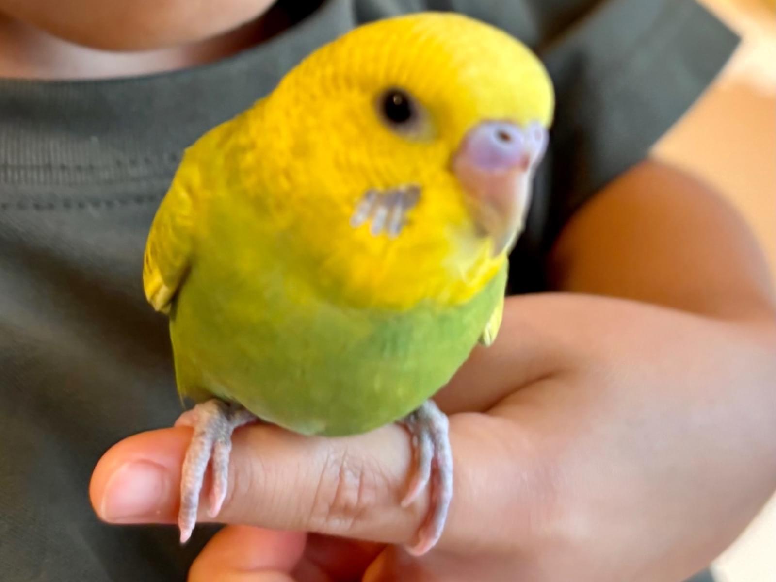 ぴぴちゃん
