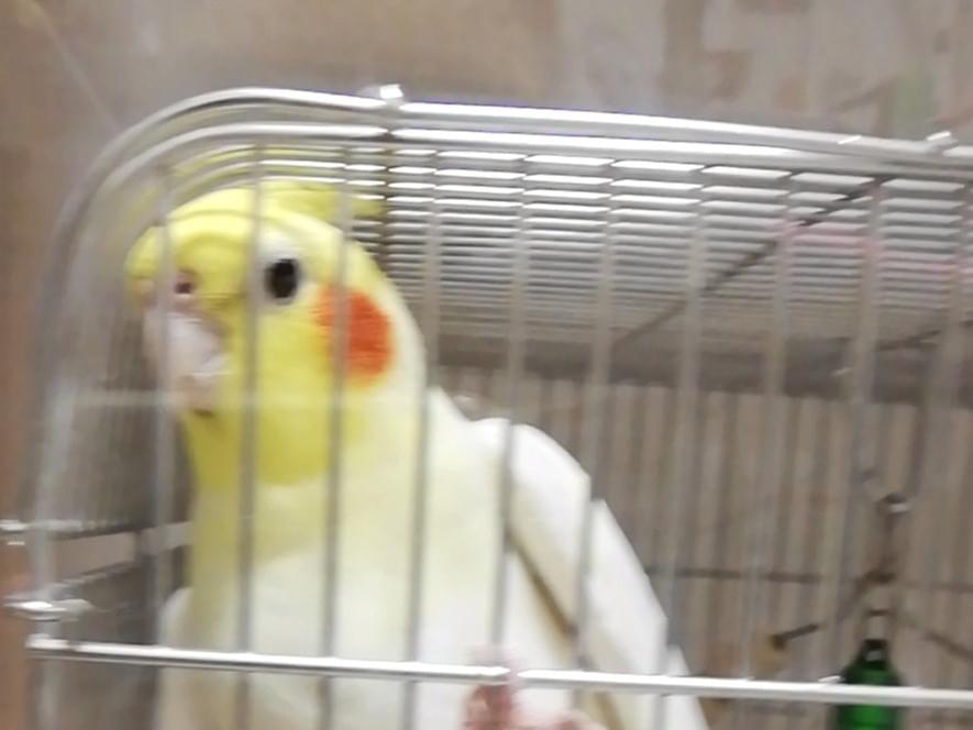 ぽこちゃん ぽこちゃん