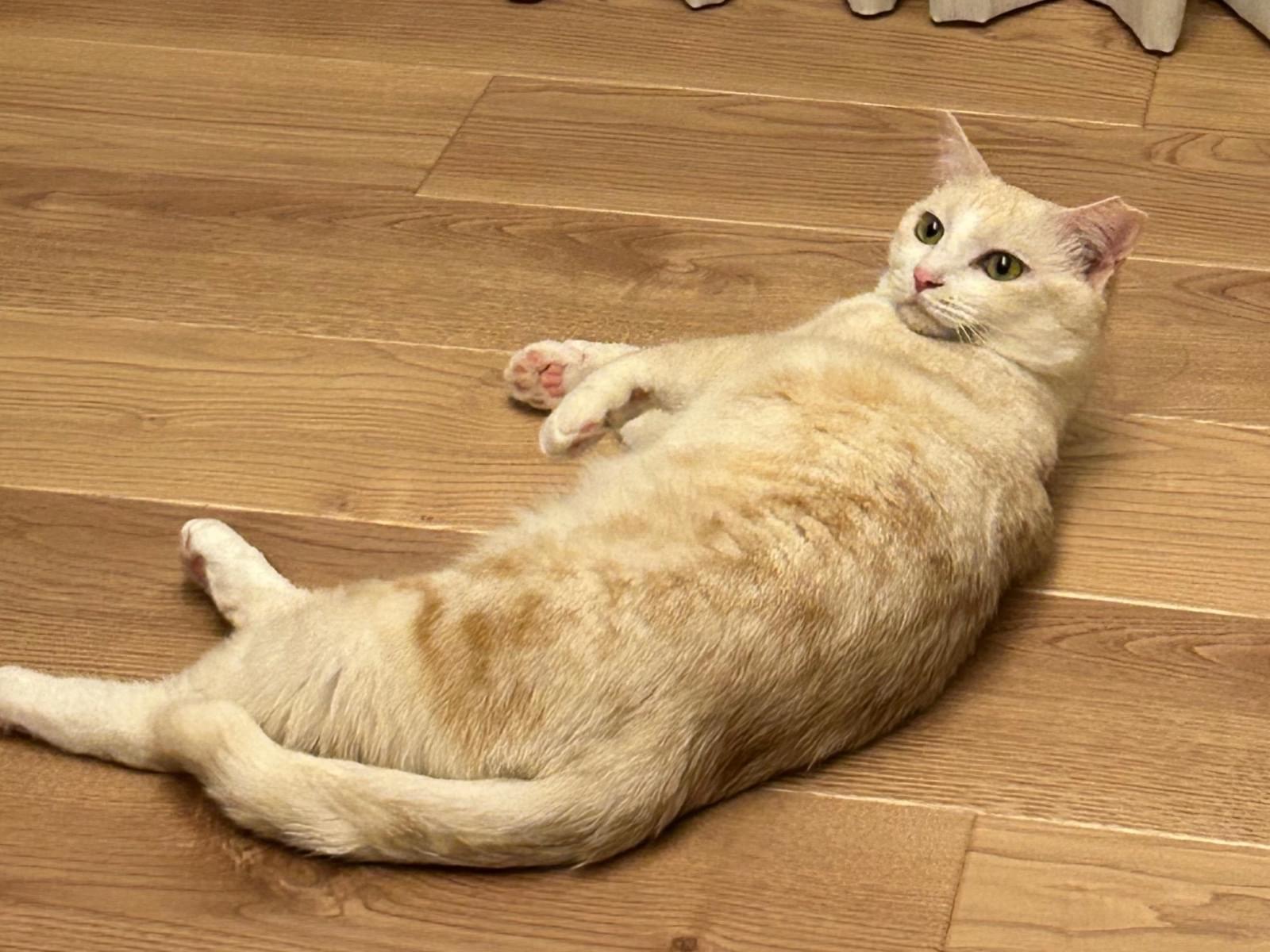 メイサちゃん