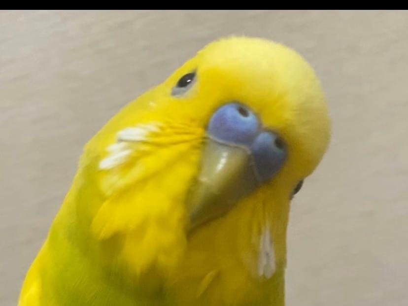 アレちゃん アレちゃん