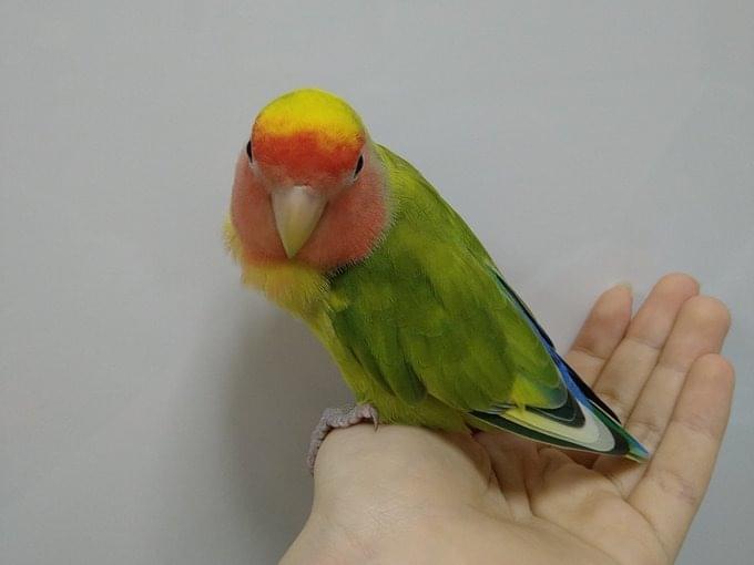 -ちゃちゃちゃん -ちゃちゃちゃん