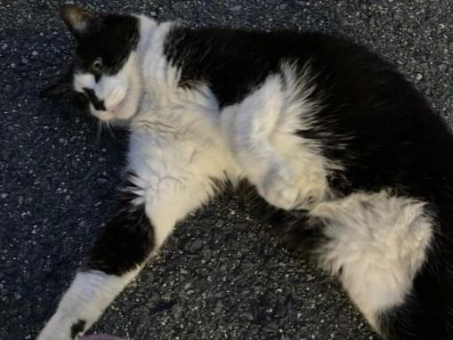 目撃された猫 目撃された猫