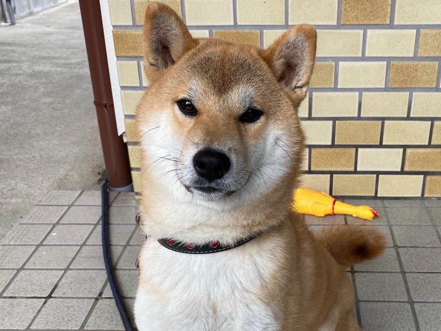 まるちゃん まるちゃん