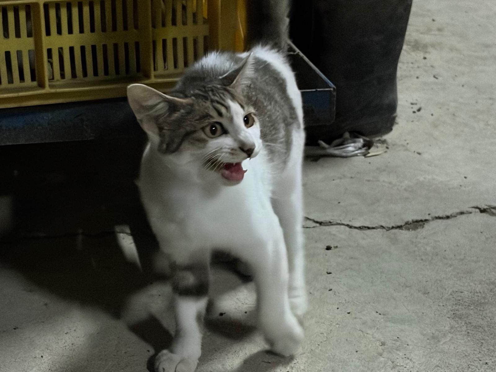 目撃された猫 目撃された猫