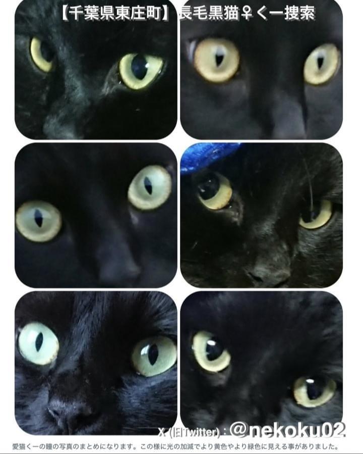特徴的な鍵しっぽ。長毛の黒猫メスを探しています!【千葉県香取郡東庄町】