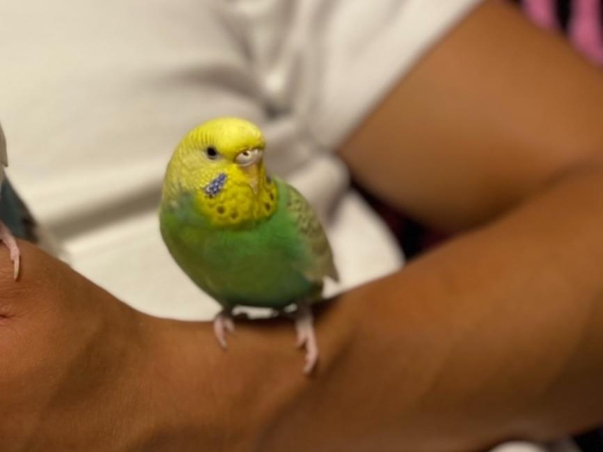 りんごちゃん りんごちゃん