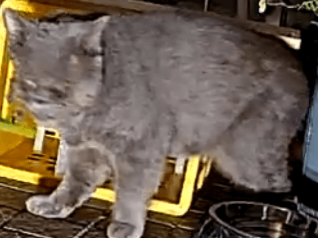 目撃された猫 目撃された猫