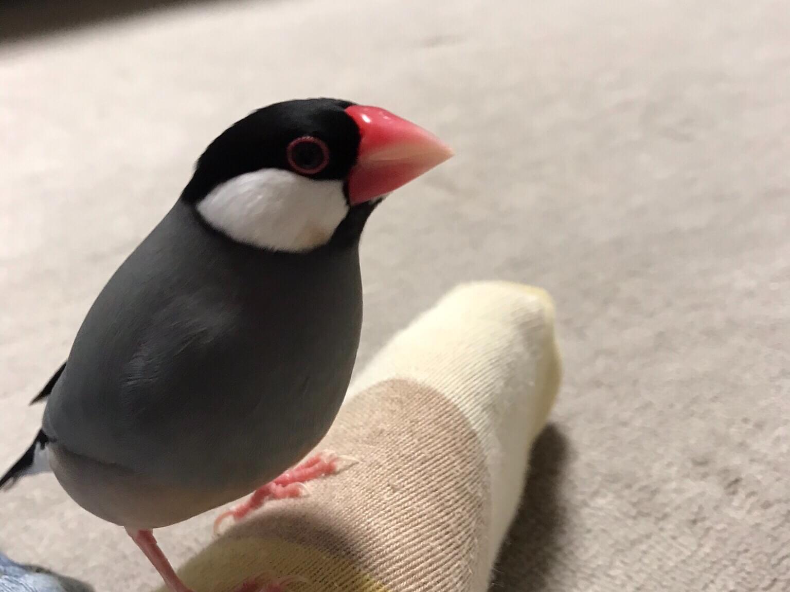 ぴーちゃん ぴーちゃん