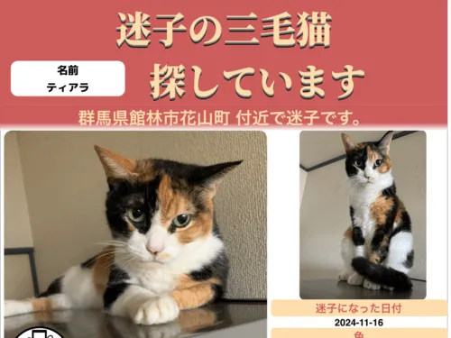 三毛猫のティアラちゃん