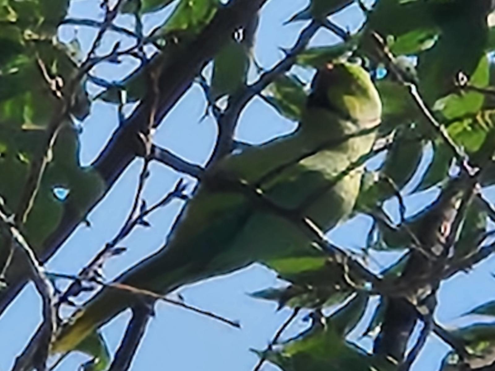 目撃された鳥 目撃された鳥