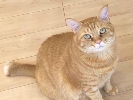 れいくんちゃん れいくんちゃん