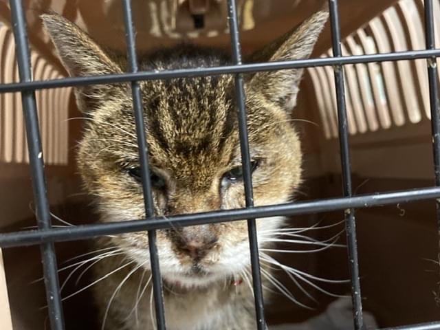保護された猫 保護された猫