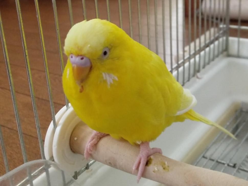 れもんちゃん れもんちゃん