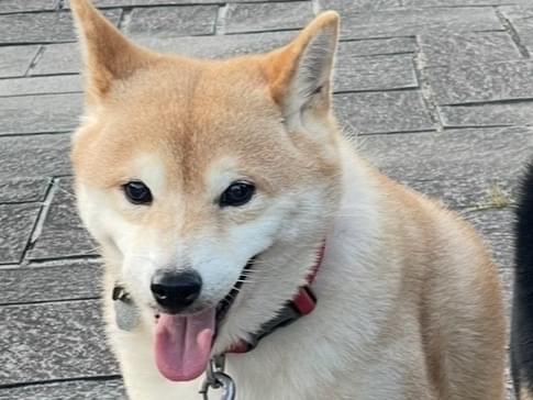 リンちゃん リンちゃん