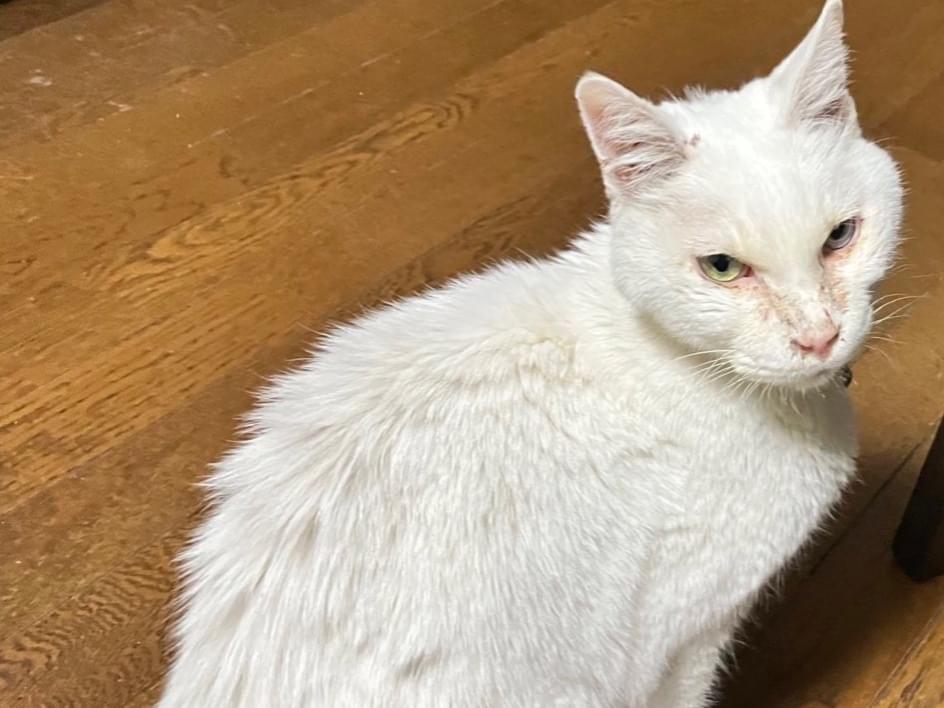 保護された猫 保護された猫