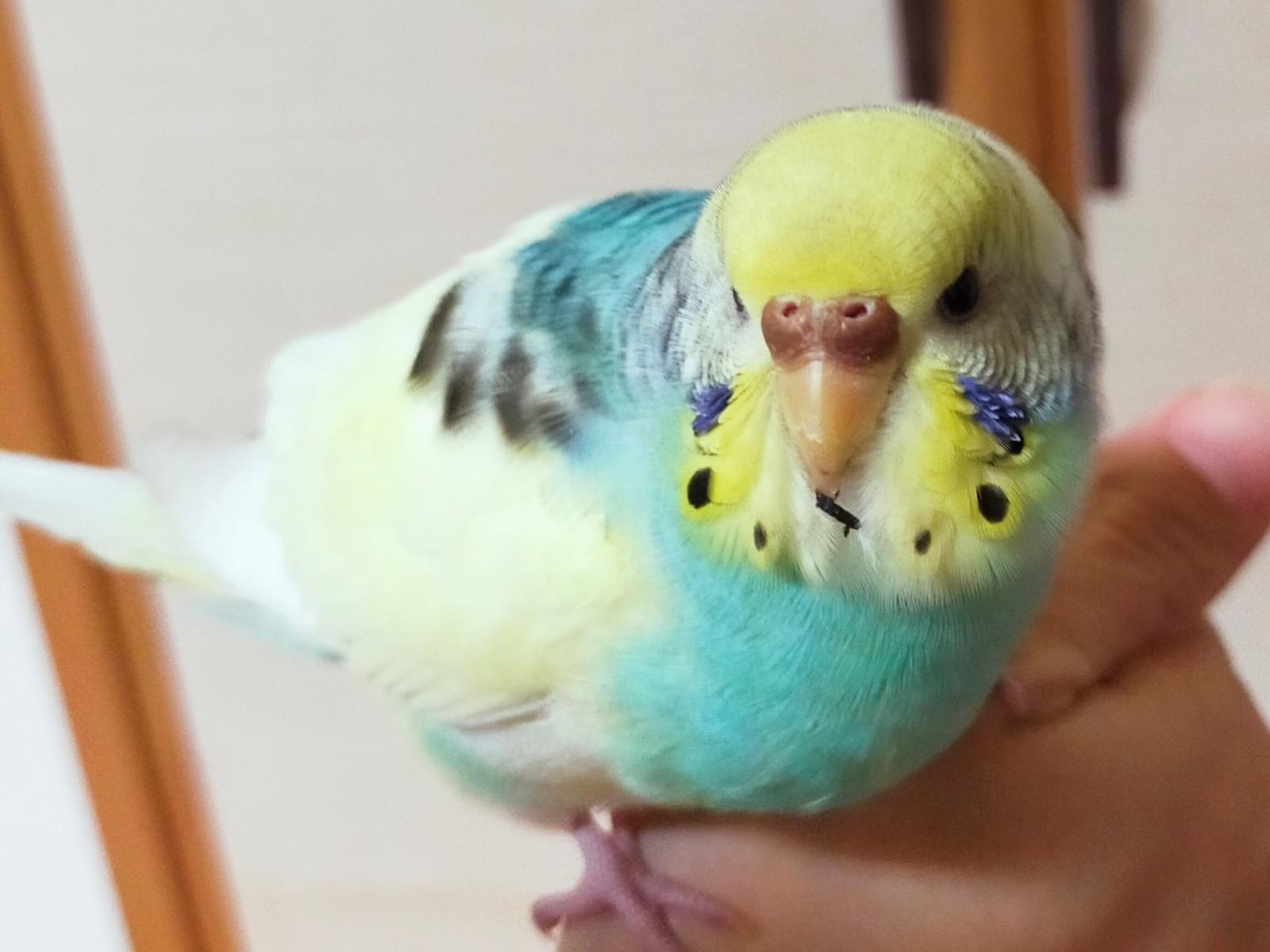 保護された鳥 保護された鳥