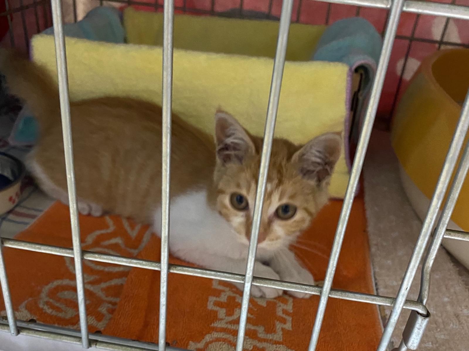 保護された猫 保護された猫