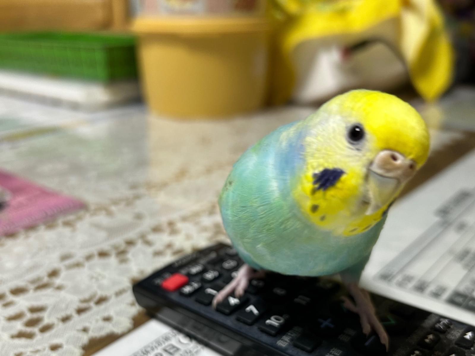 あおちゃん あおちゃん