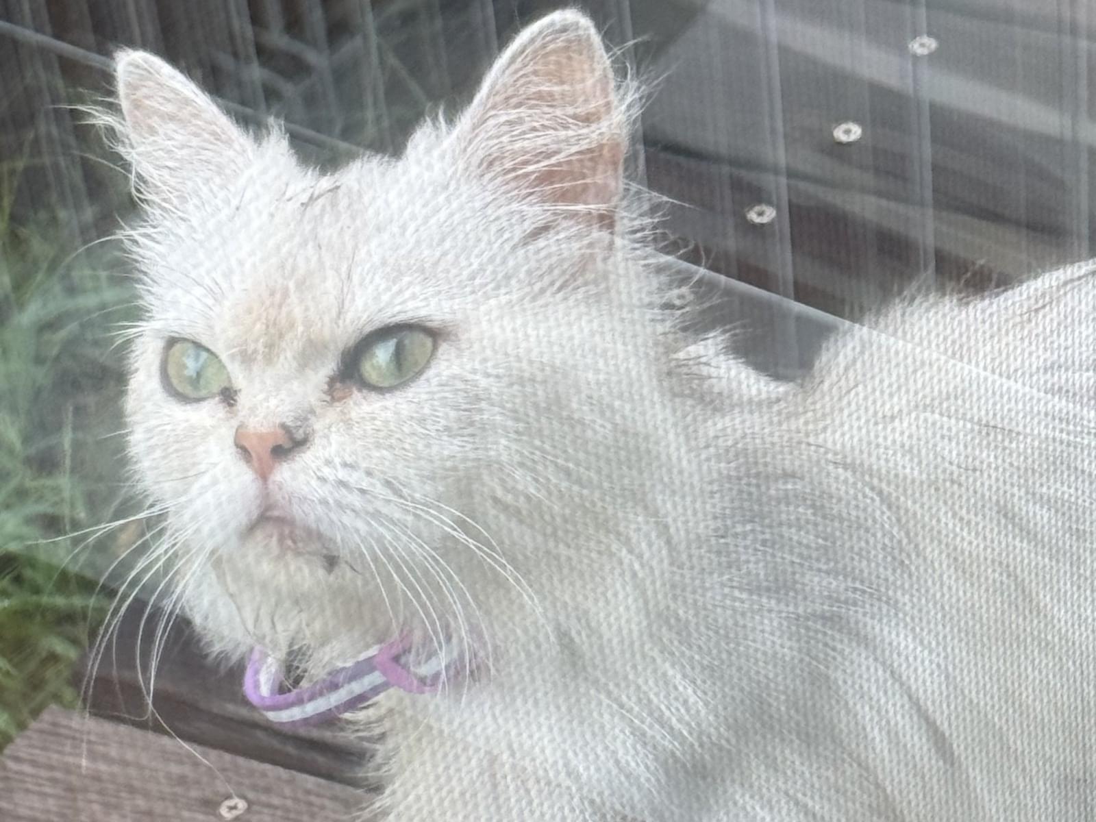 目撃された猫 目撃された猫