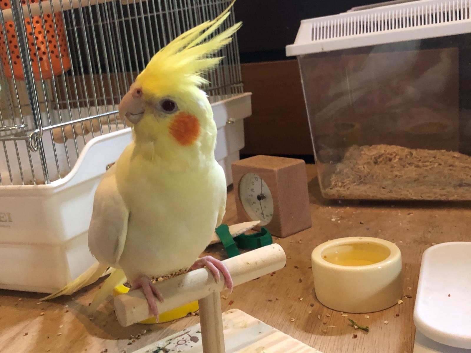 プラットちゃん プラットちゃん