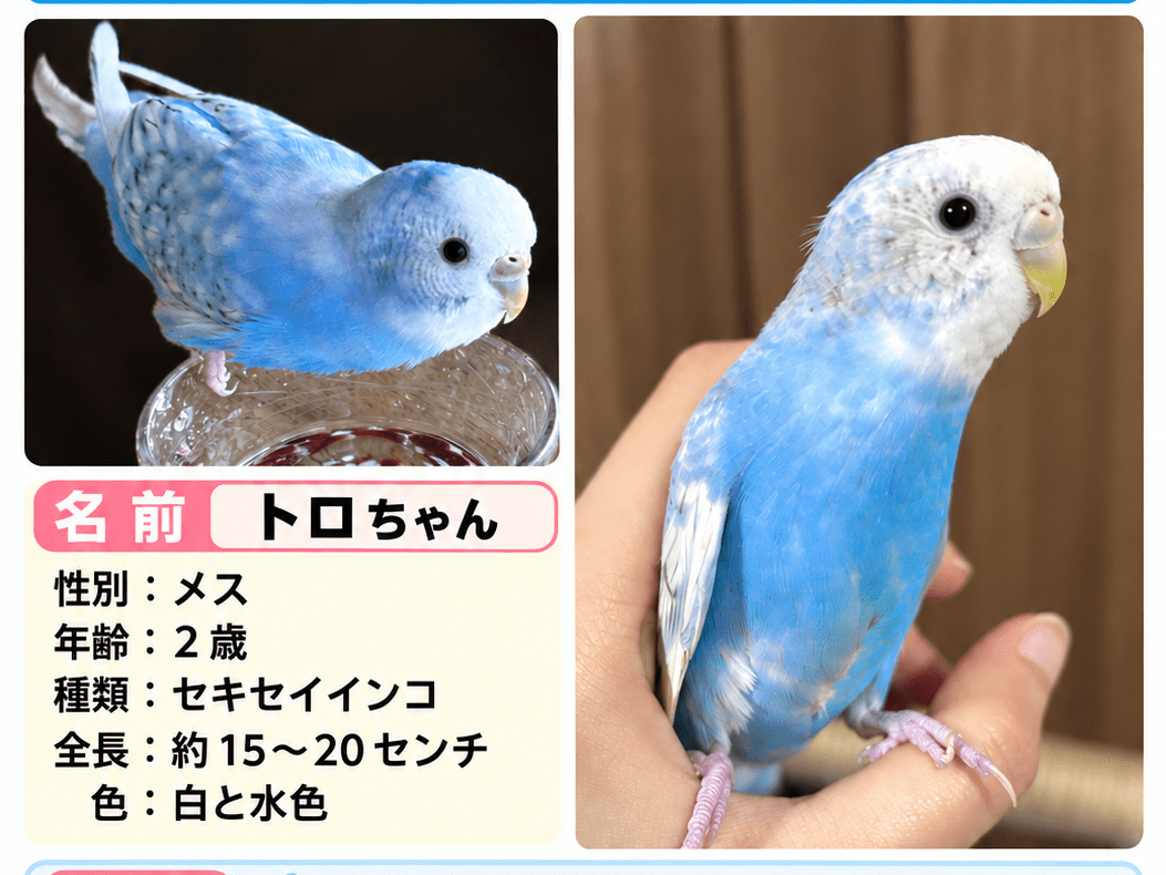 トロちゃん トロちゃん