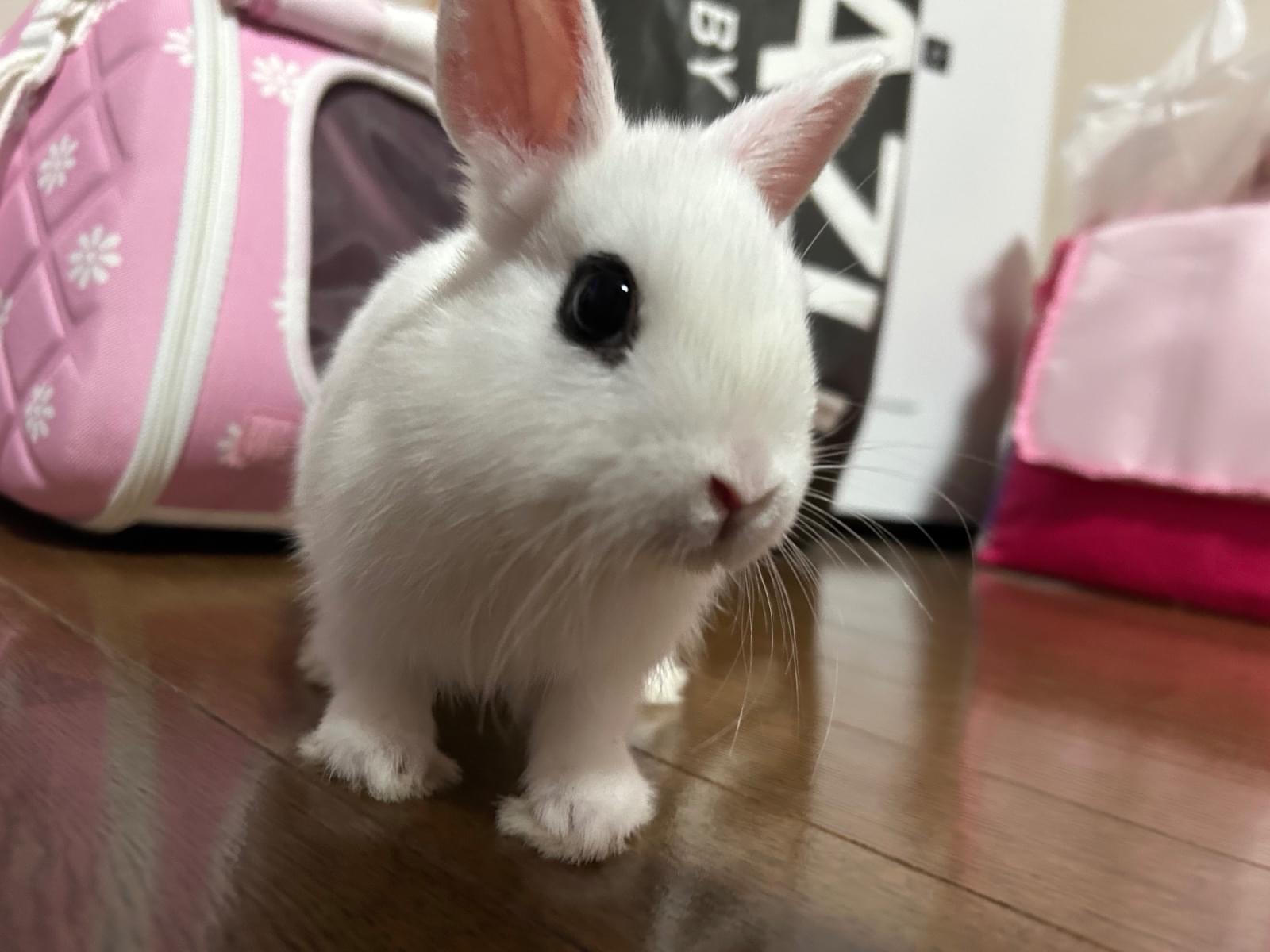 ルークちゃん ルークちゃん