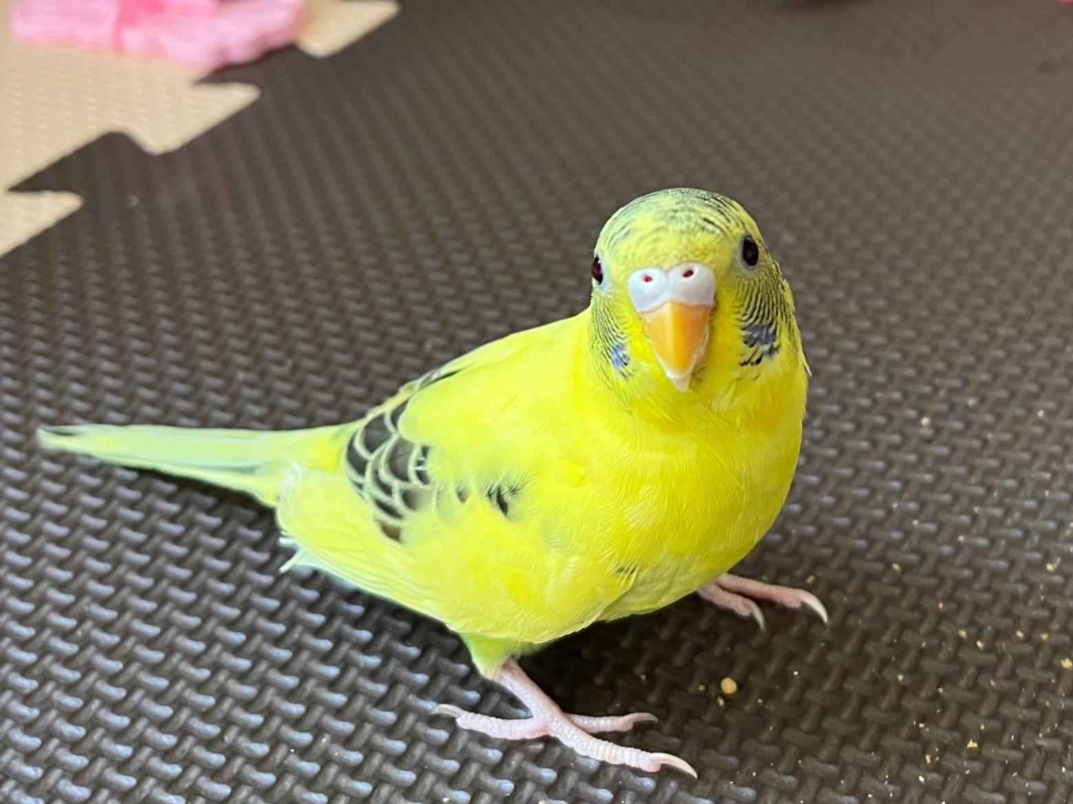 ピヨちゃん ピヨちゃん