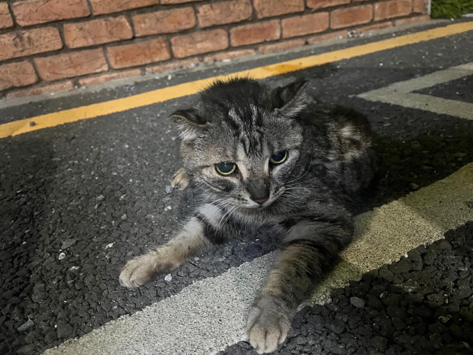 保護された猫 保護された猫