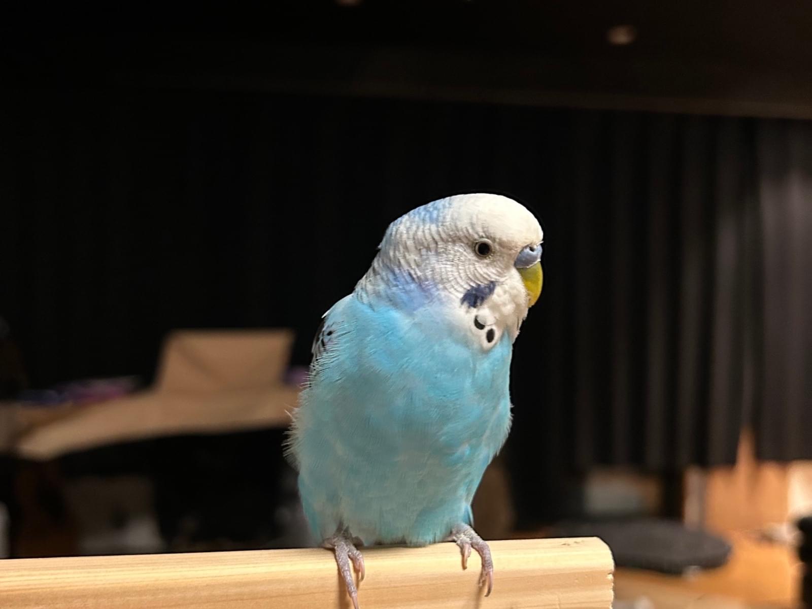 保護された鳥 保護された鳥