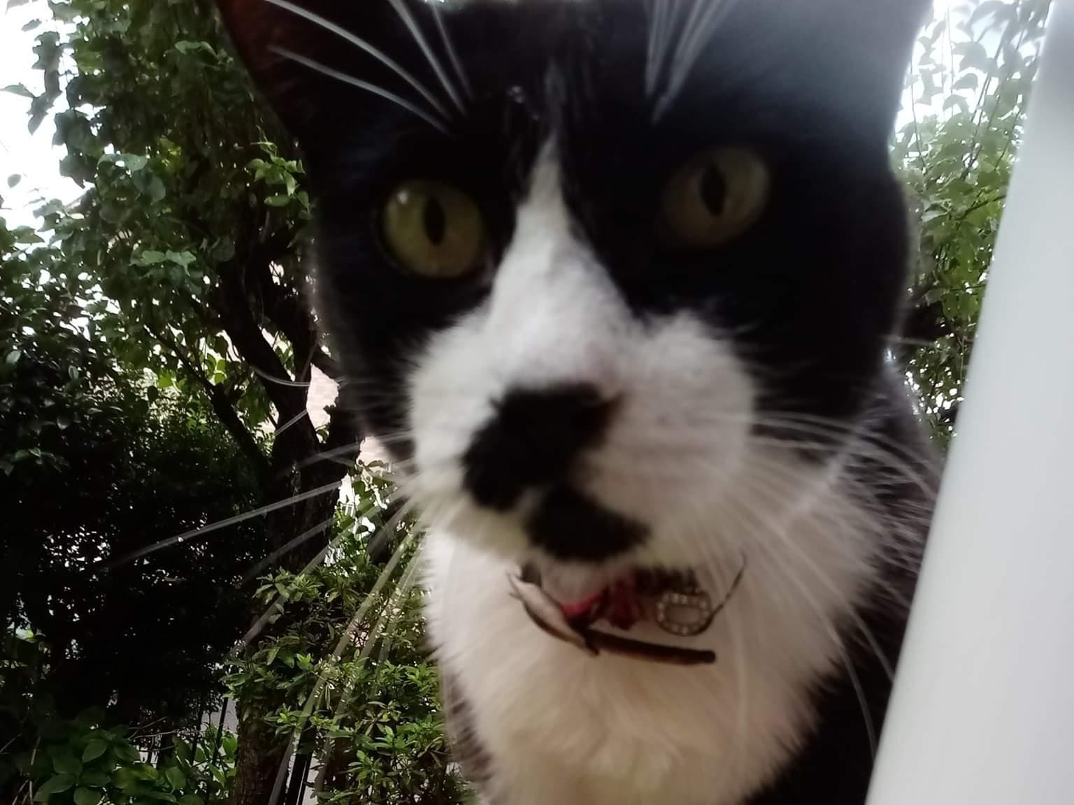 目撃された猫 目撃された猫