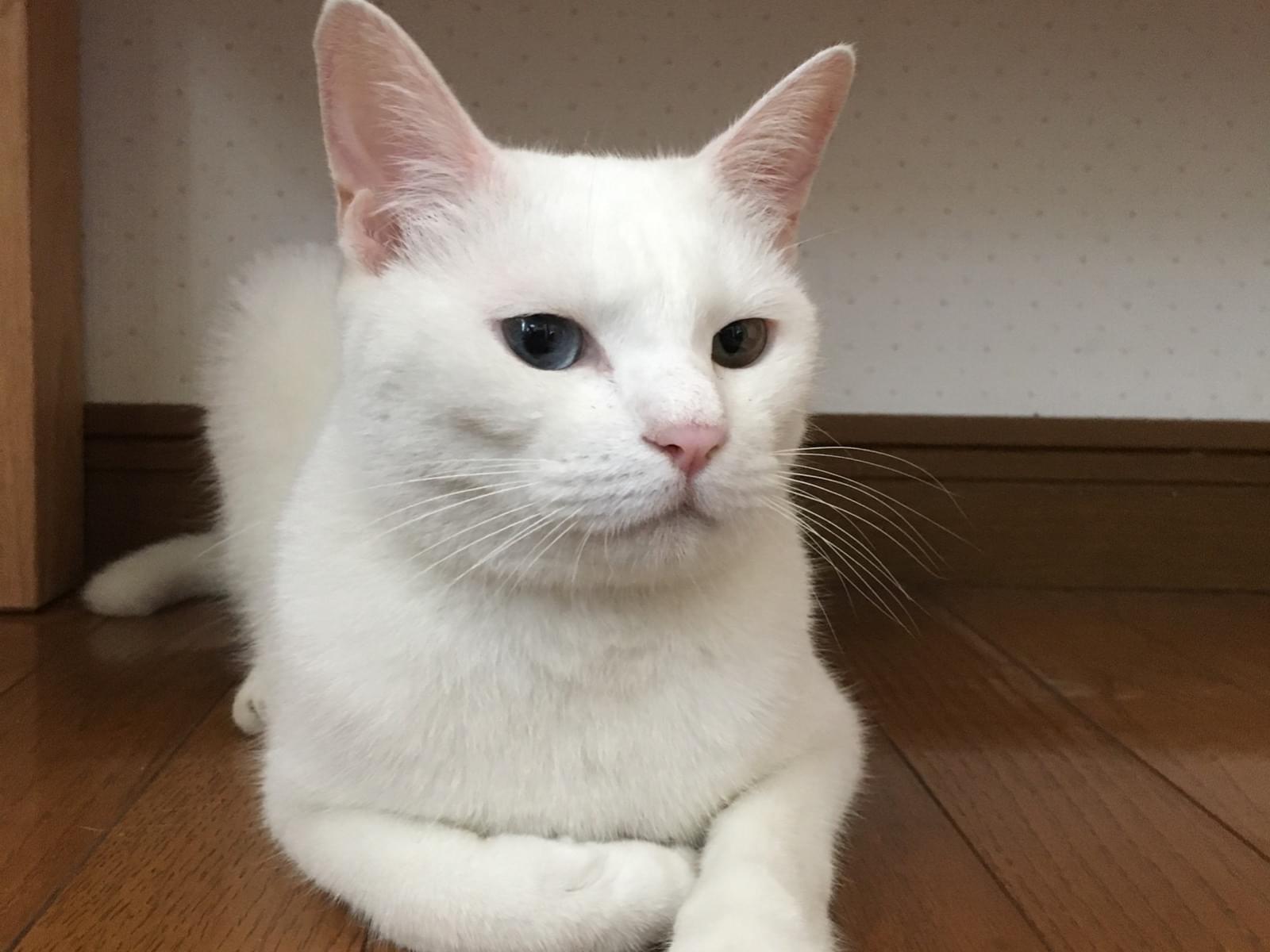 ミルクちゃん ミルクちゃん